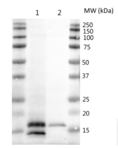 Western blot using anti-CURT1B antibodies